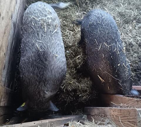 Hängebauchschweine