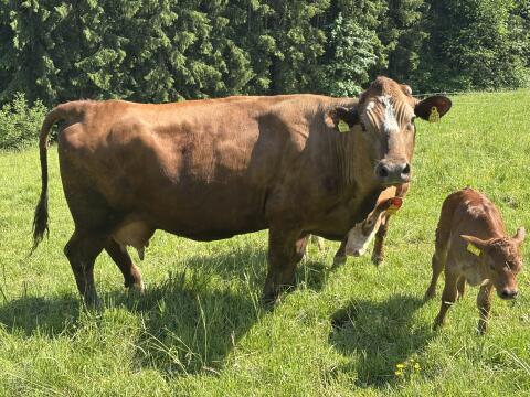 Bio-Mutterkuh mit Kalb