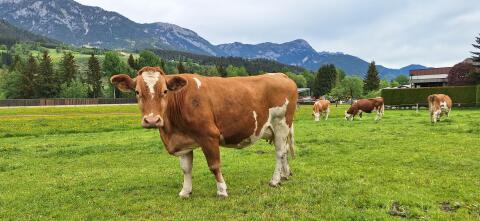 Hochträchtige Fleckviehkuh