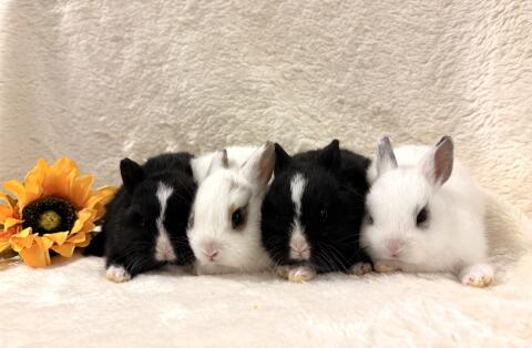 Zwergkaninchen-Babys, Farbenzwerge, Minilop-Babys