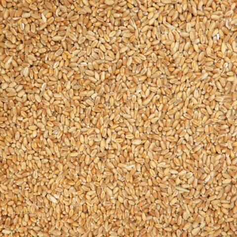 Futterweizen