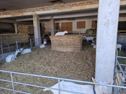 Suche Saaneziegen in Milch, Bio