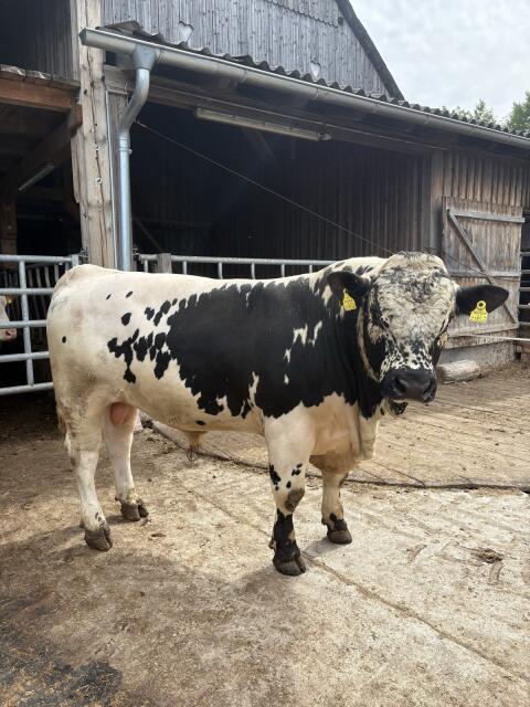 Pustertaler Sprinzen Stier