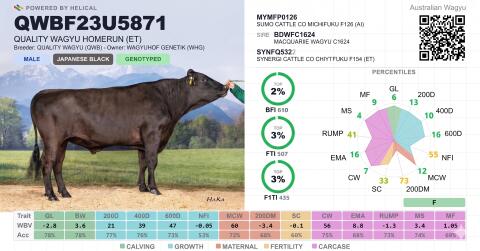 Einer der gefragtesten Wagyu-Vererber Europas
