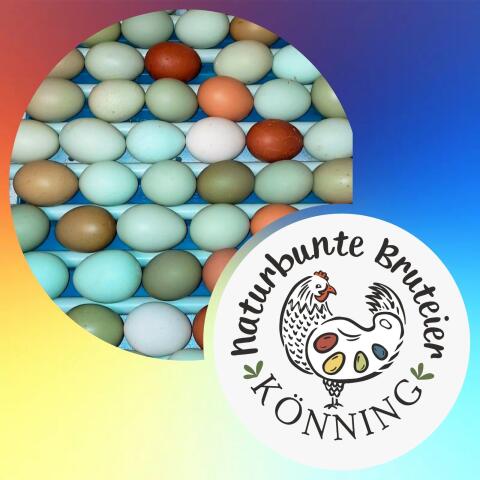 Bunte Bruteier 10, 2 Gratis, € 17,- Easteregger Eier
