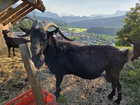 Ziegenbock