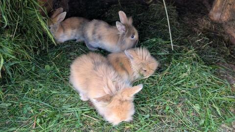 Zwergkaninchen in allen Farben laufend zu verkaufen