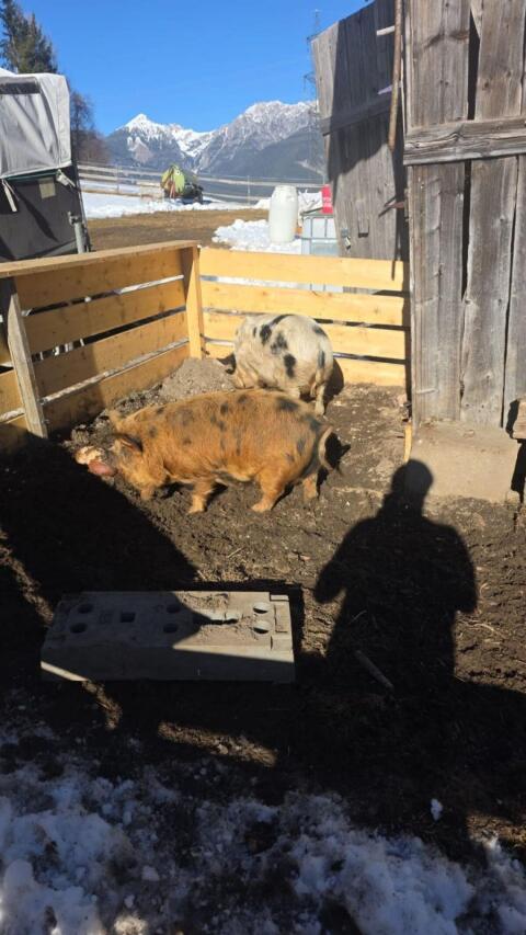 Kune Kune Sau mit Stammbaum