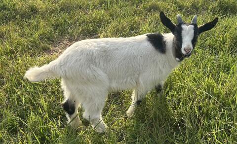 Ziegenböcke, Ziegen in Milch, Walliser Schwarzhals, Tauern