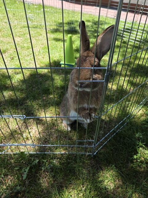 Kaninchen sucht Zuhause