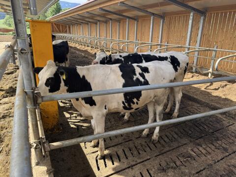 Top Holsteinkalbinnen