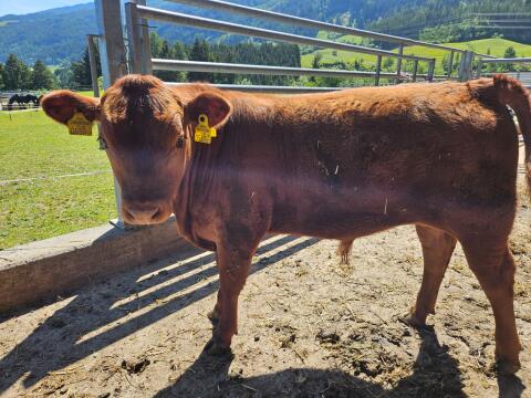 Verkaufe Angusstier, rot
