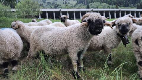 Walliser Schwarznasen Widder
