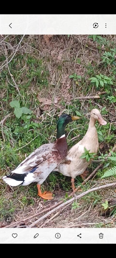 Verkaufe Laufenten-Pärchen