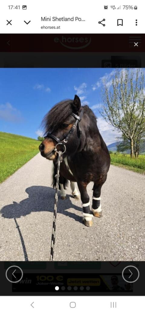 Mini-Shetland-Pony