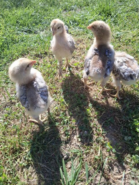 Bielefelder Kennhuhn Küken