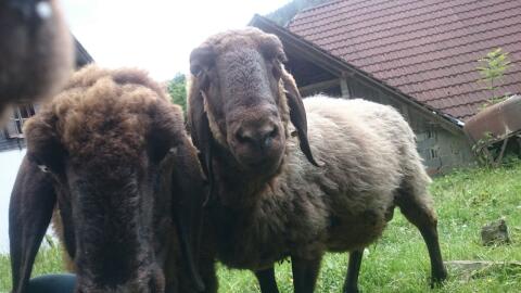 Braune Bergschafe