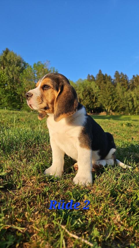 Beagle-Welpen