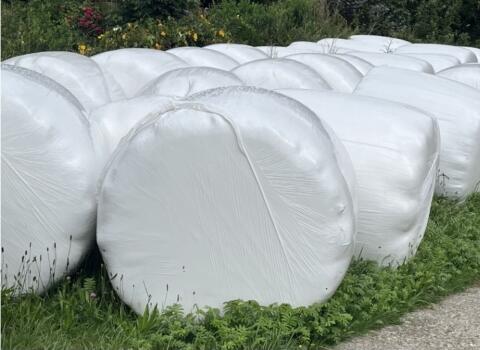 Silo-Ballen 1. Schnitt