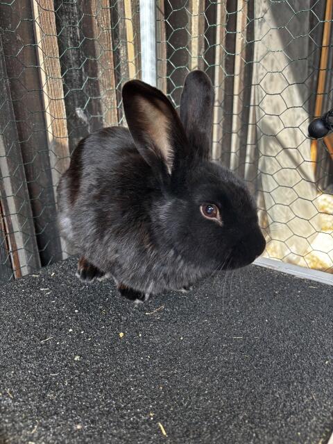 Kaninchen/Hase