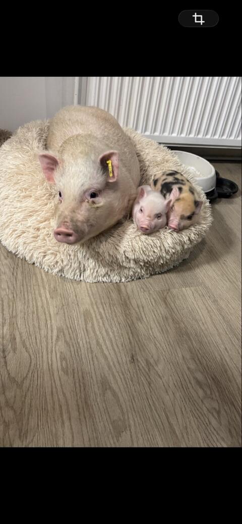 Mini-/Micro-Schweinchen