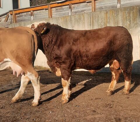 FVF Stier