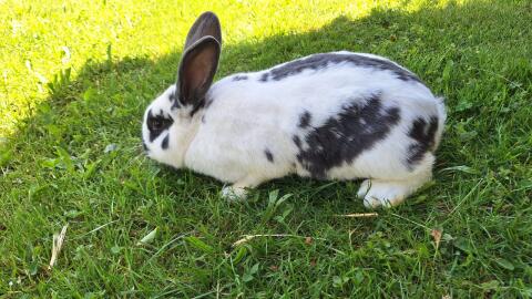 Hasen