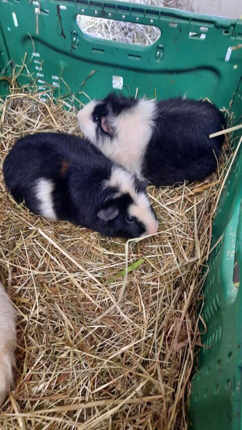 Meerschweinchen-Damen