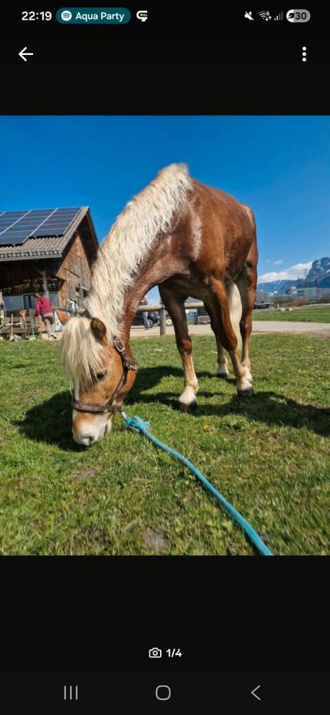 Beisteller Haflinger Wallach