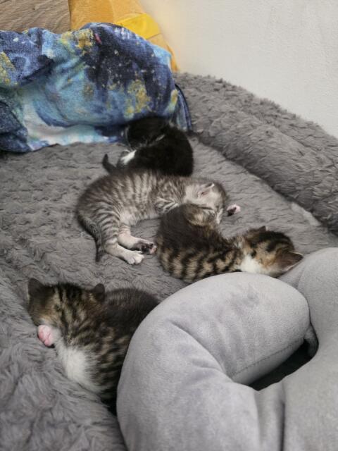 Kitten