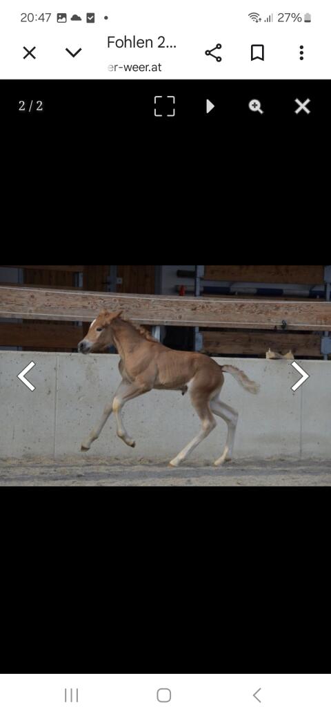 Tiroler Haflinger Hengstfohlen