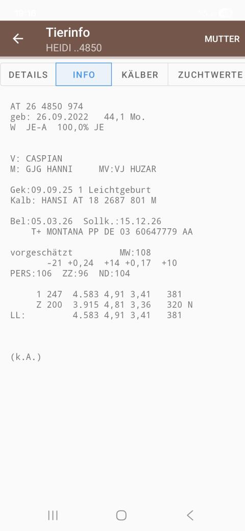 Jersey Erstlingskuh