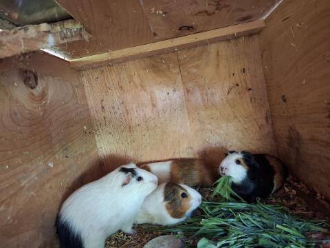 Meerschweinchen