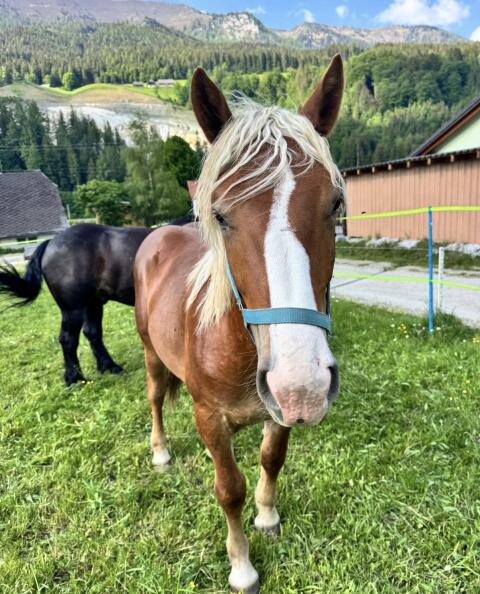 Noriker