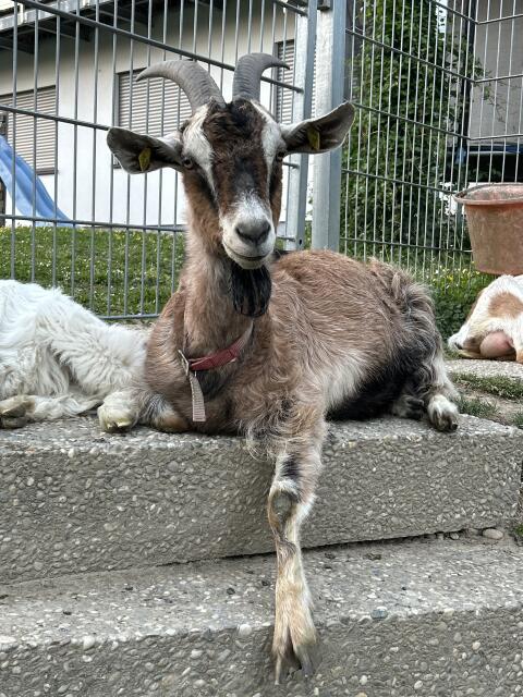 Ziegen Tauern, Walliser, Mixe, Kitze
