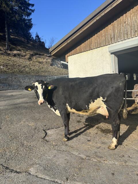 Verkaufe BS Kreuzungs-Erstlingskuh