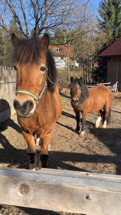 Shettys zu verkaufen (reserviert)