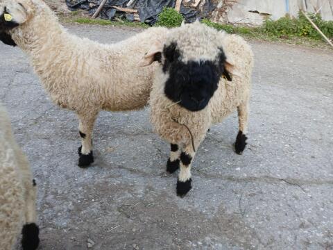 Walliser Schwarznasen Widder