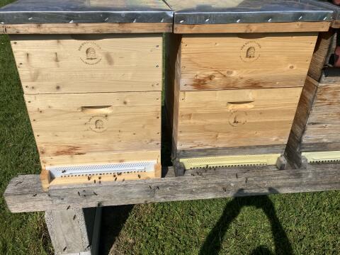 Bienenschwam