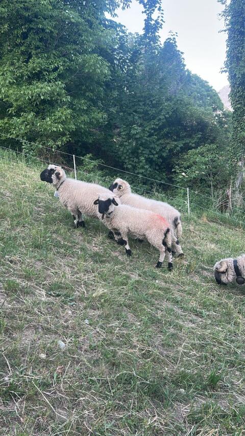 Walliser Schwarnasenschaf