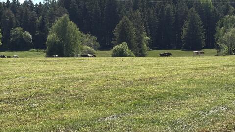 Heu und Silageballen