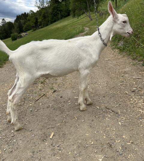 Saanebockkitz