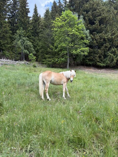 Wunderschöne 1-jährige Haflinger Stute