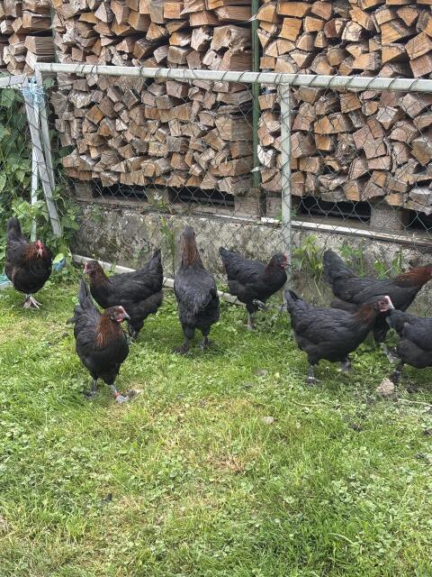 Marans Schwarz-Kupfer Junghennen