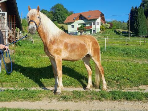 Haflinger Wallach