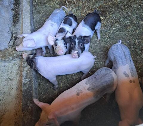 Ferkel zu verkaufen