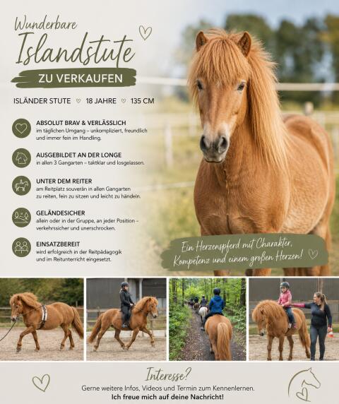 Islandstute zu verkaufen