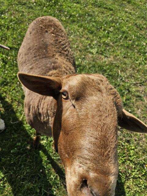 Fuchsschafbock, Schafbock, Fuchs
