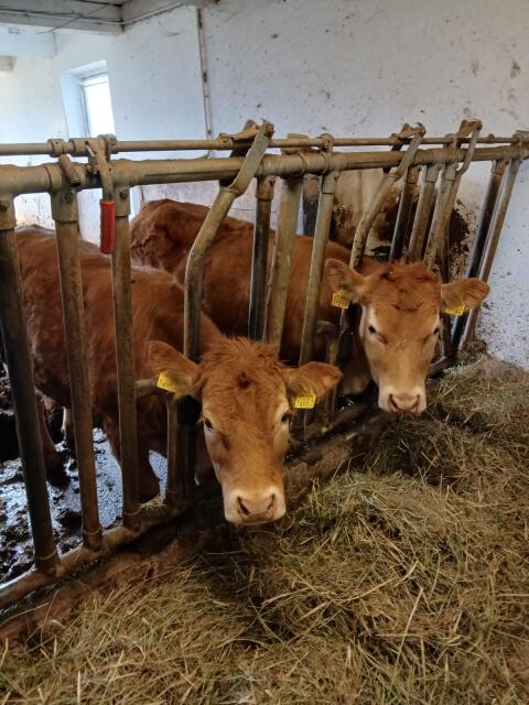 Limousin Jungkalbinnen BIO