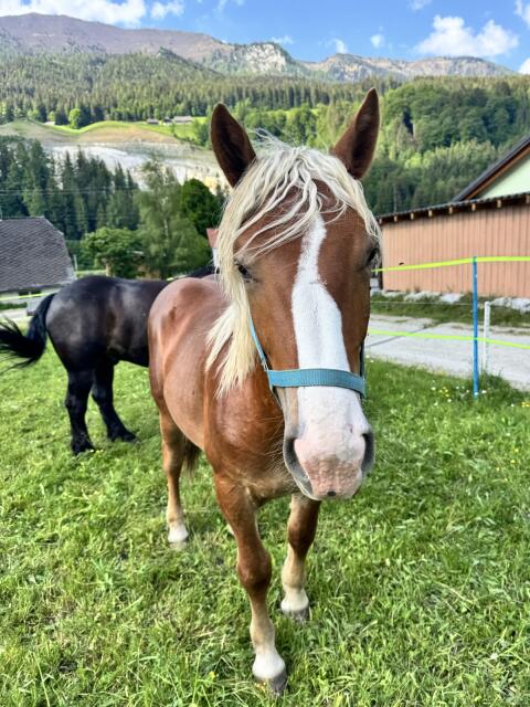 Noriker Hengst